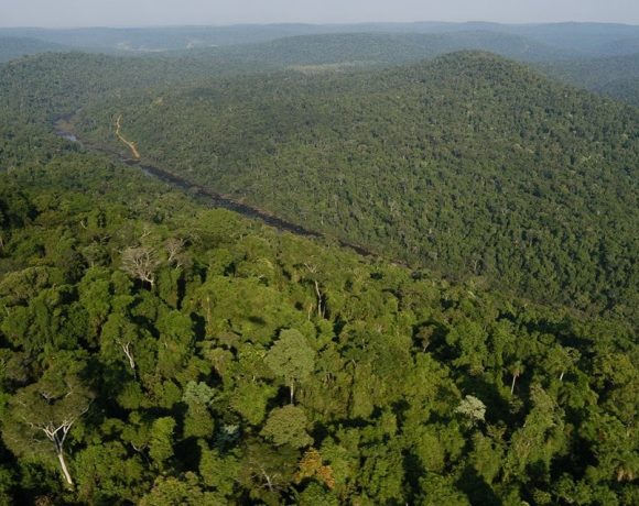 Misiones eleva del 30 al 45% los fondos por créditos destinados a propietarios de bosques nativos