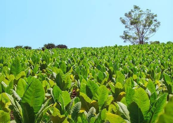 Con fondos de más de $8.600 millones, tabacaleros recibirán un nuevo pago del FET