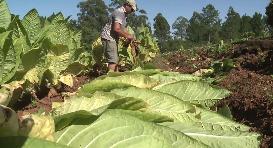 Cada peso del Fondo del Tabaco deberá hacerse público en un plazo de 72 horas