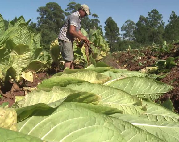 Cada peso del Fondo del Tabaco deberá hacerse público en un plazo de 72 horas