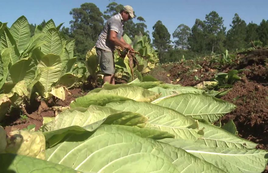 Cada peso del Fondo del Tabaco deberá hacerse público en un plazo de 72 horas